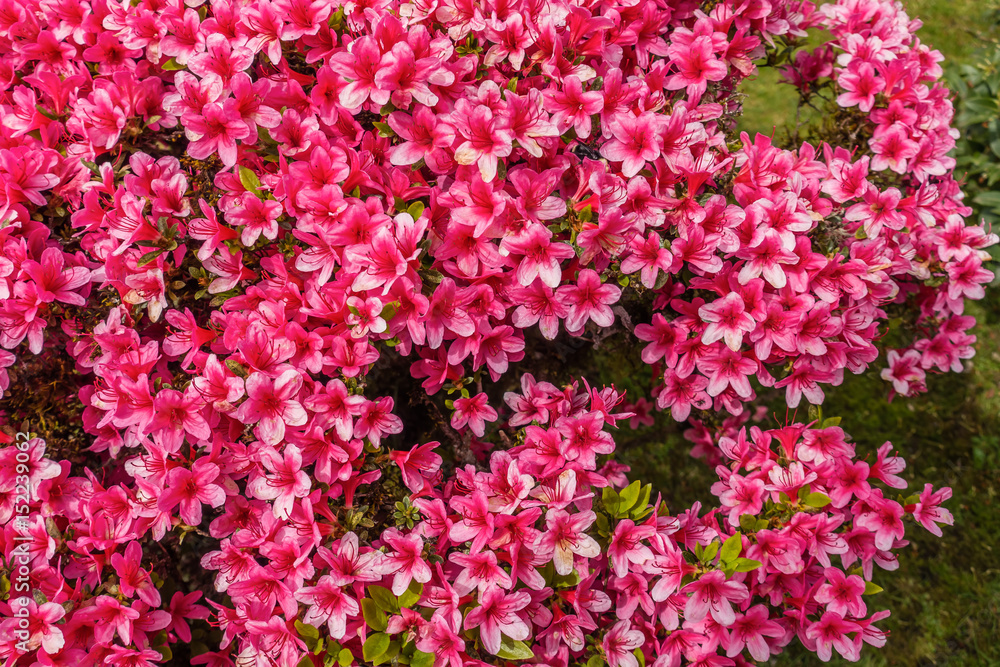 Red Flower Blossoms Macro 2 Red Flower Blossoms Macro 2