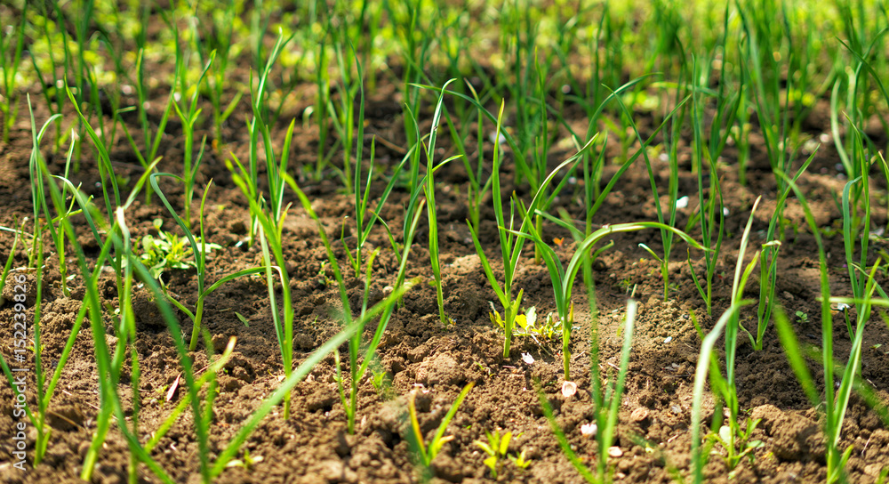 green onions growing in the garden. New plants growth. Warm green colors.