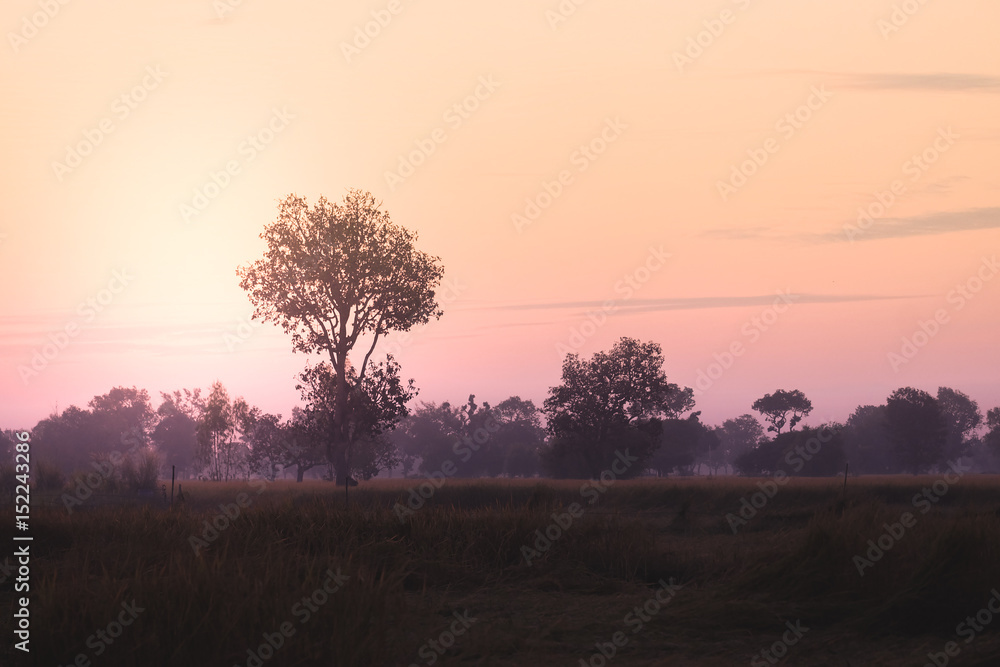 The landscape of rice fields are beautiful morning sunrise. The landscape of rice fields are beautiful morning sunrise.