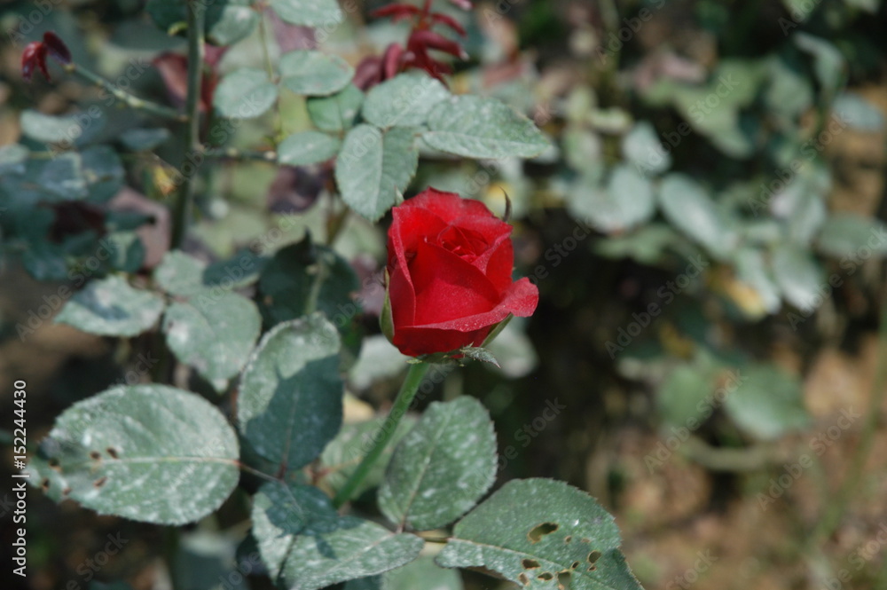 Red rose in the garden Red rose in the garden