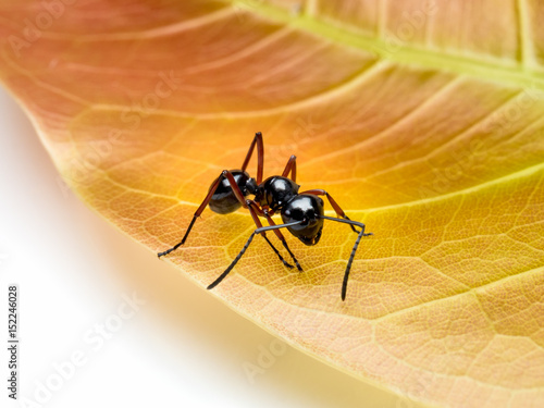 Close-up image of single worker Polyrhachis laevissima ant on red leaf isolate on white background with copy spac photo