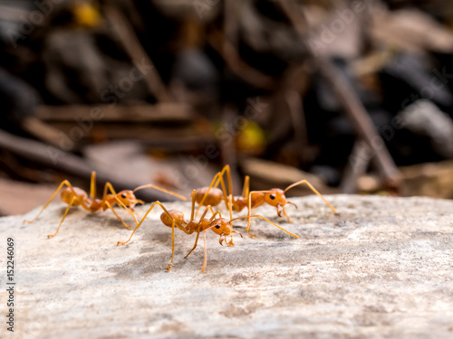 Side view and close-up image of red ants group (Oecophylla smaragdina F.) chasing to threat on cement floor with blurred background © poravute