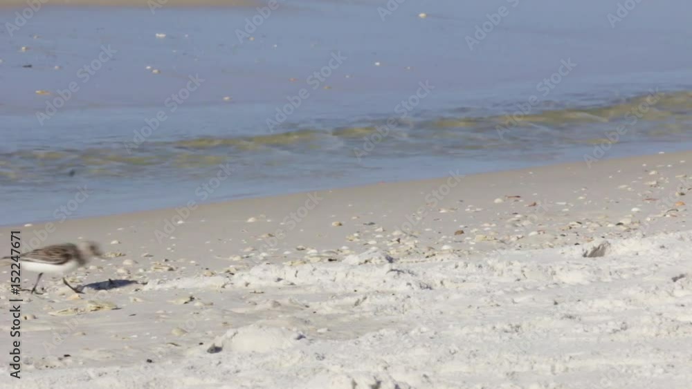 Sandpiper bird walking along the shore of a white sandy beach. Sandpiper bird walking along the shore of a white sandy beach.