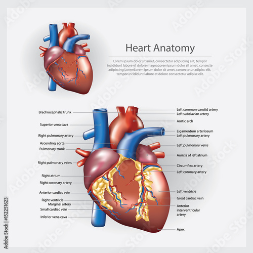 Heart Anatomy Vector Illustration
