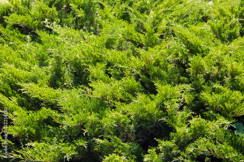 Natural background of the green juniper bushes © olyasolodenko