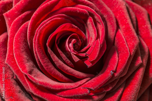 Smooth red rose petals texture detail