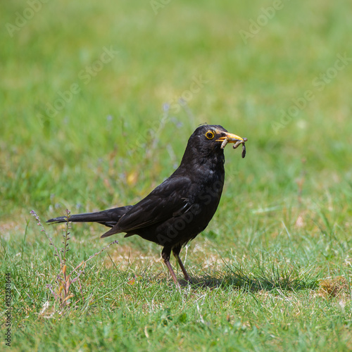 Common blackbird, Turdus merula, eating earthworms on the lawn 