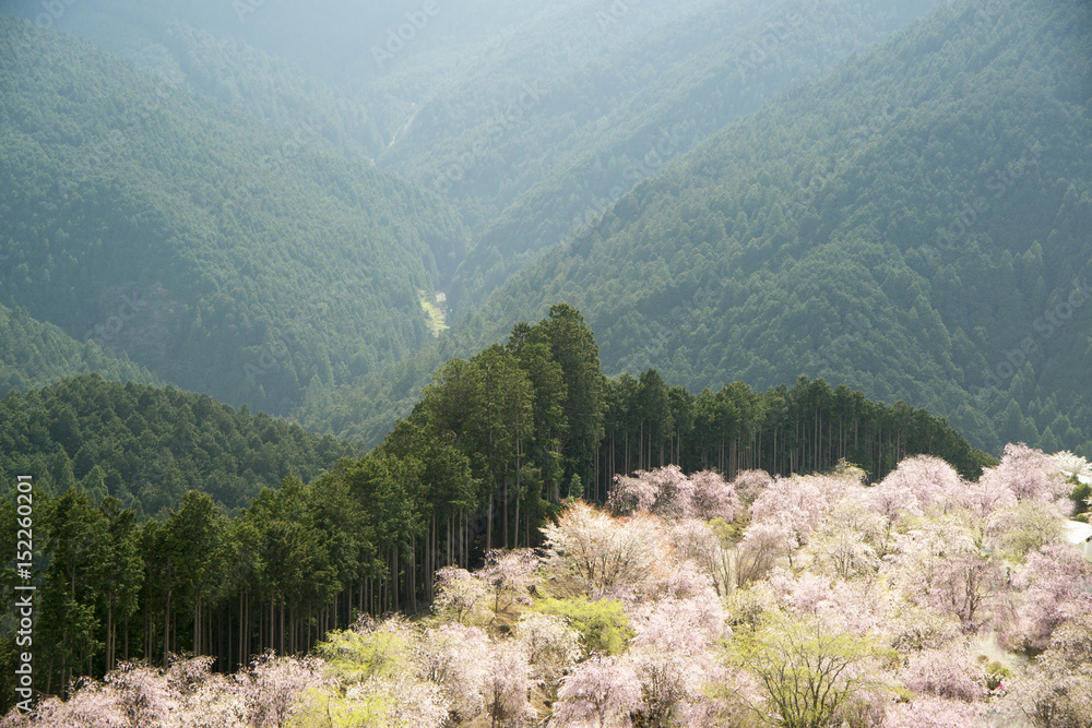 Naklejka premium 枝垂れ桜咲く山里