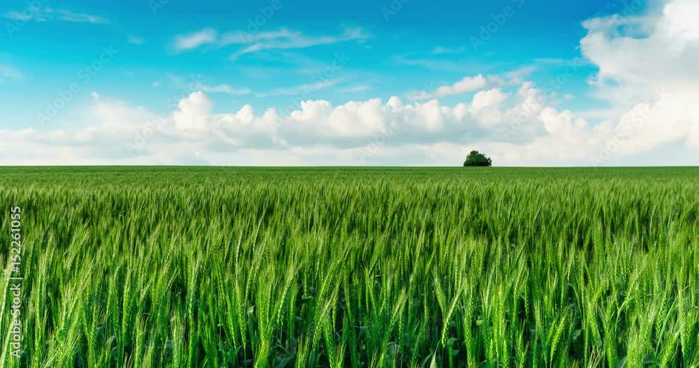 Bright sunny summer day large clouds over green field of young wheat time lapse Bright sunny summer day large clouds over green field of young wheat time lapse
