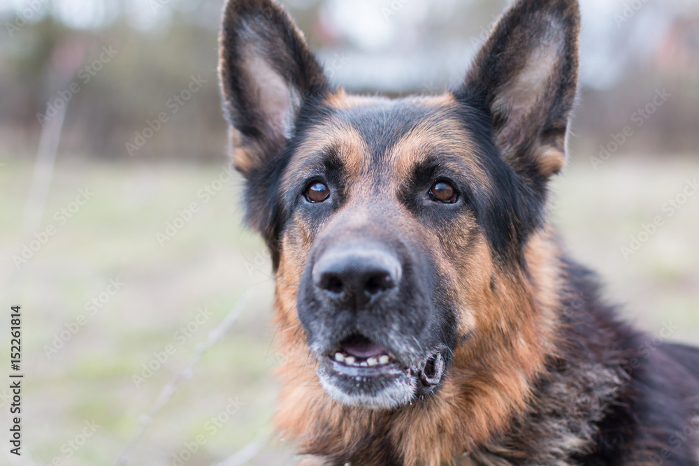 German shepherd dog in sunny day German shepherd dog in sunny day