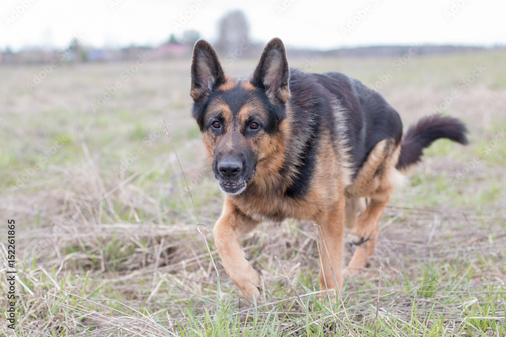 German shepherd dog in sunny day German shepherd dog in sunny day