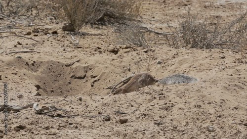 South African ground squirrel Xerus inauris,with tail, Kalahari, South Africa  photo