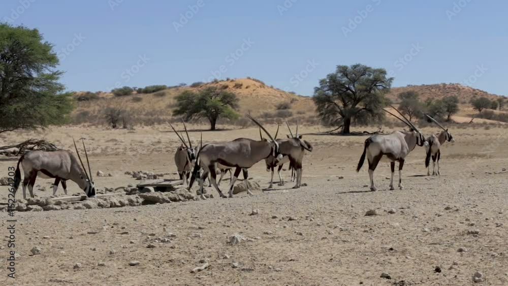 Gemsbok, Oryx gazella, Kgalagadi Transfrontier Park, South Africa, true wildlife Gemsbok, Oryx gazella, Kgalagadi Transfrontier Park, South Africa, true wildlife