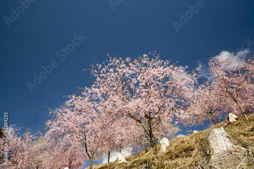 Wallpaper Mural 枝垂れ桜咲く山里 Torontodigital.ca