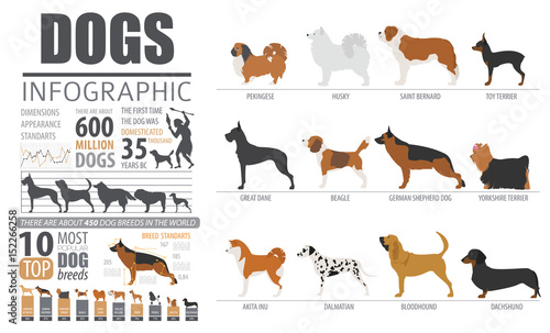 Dog info graphic template. Puppy breeds, pet isolated on white