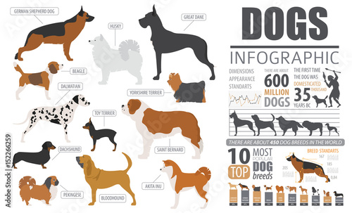 Dog info graphic template. Puppy breeds, pet isolated on white