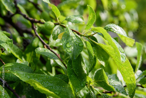 Wallpaper Mural plum tree greenery after rain. green background  Torontodigital.ca