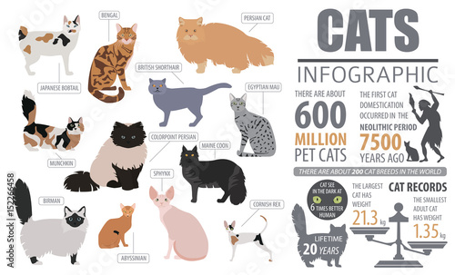 Fototapeta Naklejka Na Ścianę i Meble -  Cat breeds infographic template, icon isolated on white