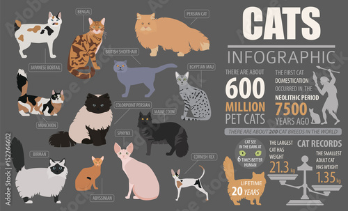 Cat breeds infographic template, icon isolated on white