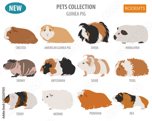 Guinea Pig breeds icon set flat style isolated on white. Pet rodents collection. Create own infographic about pets