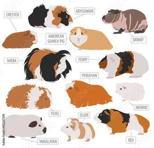 Guinea Pig breeds icon set flat style isolated on white. Pet rodents collection. Create own infographic about pets