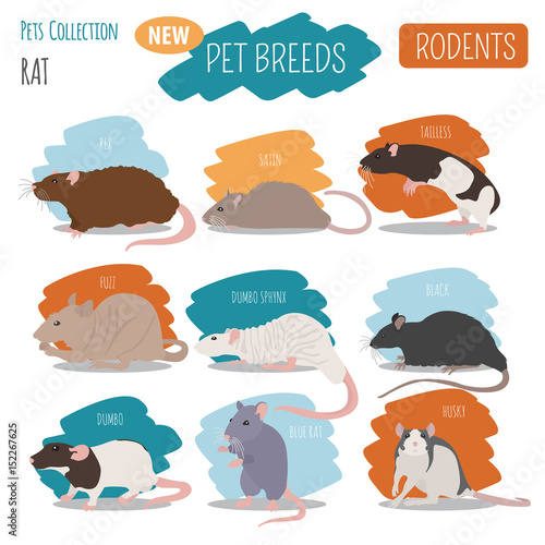 Rat breeds icon set flat style isolated on white. Pet rodents collection. Create own infographic about pets