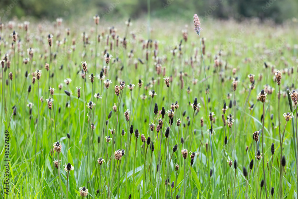 Fototapeta premium Ribwort Plantain (Plantago lanceolata)