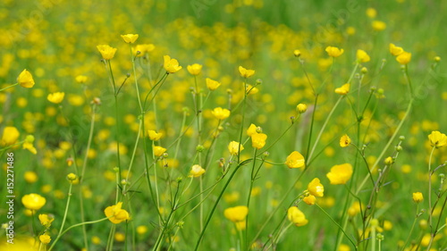 Buttercups in a field during spring in Antwerp