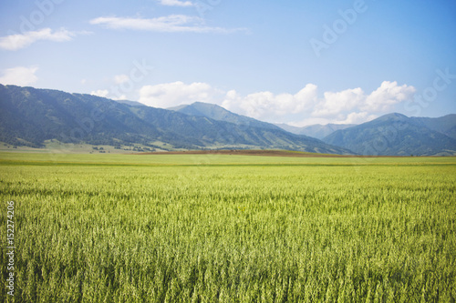 Field with oats. Mountain Altai landscape, Russia.