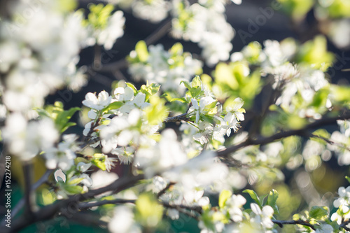 White Spring Blooming Trees © AnnaPa