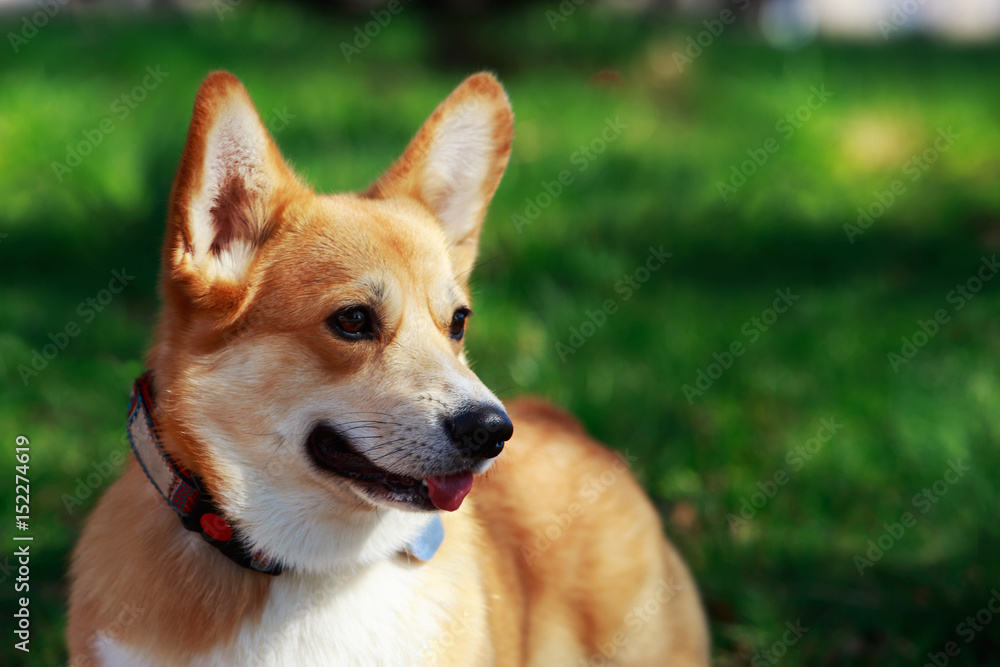 Welsh Corgi Pembroke Welsh Corgi Pembroke