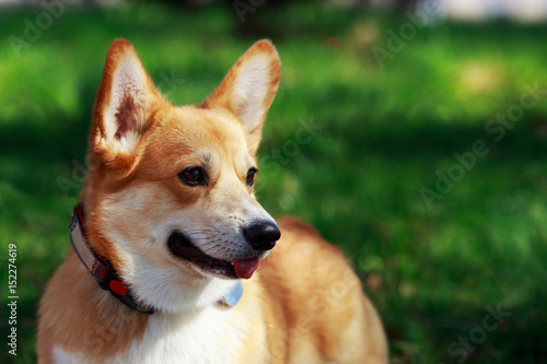 Welsh Corgi Pembroke