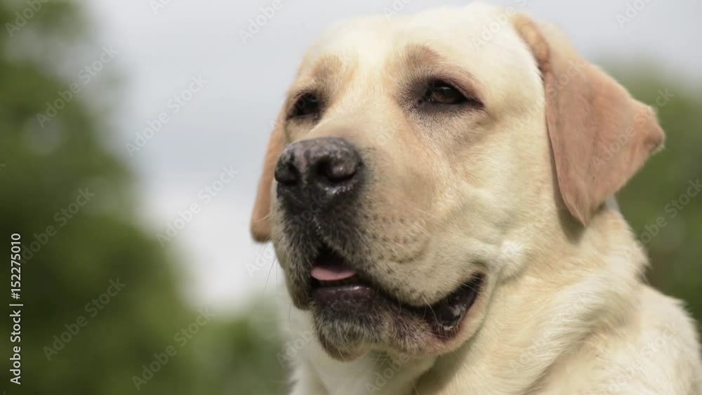 Dog breed labrador retriever on walk in park. Beautiful dog looking - outdoor in nature portrait. Pet and domestic animal concept. Dog breed labrador retriever on walk in park. Beautiful dog looking - outdoor in nature portrait. Pet and domestic animal concept.
