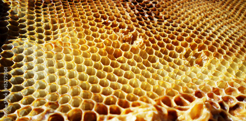 Canvas Print The photo shows beehive honey nectar hive swarm bees honeycomb wax private apiary wildlife animals bee wings beeswax