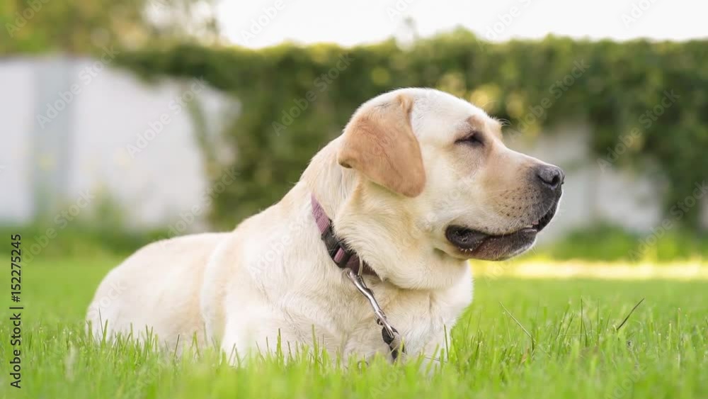 Dog breed labrador retriever on walk in park. Beautiful dog lying in the meadow and looking. Pet and domestic animal concept. Dog breed labrador retriever on walk in park. Beautiful dog lying in the meadow and looking. Pet and domestic animal concept.