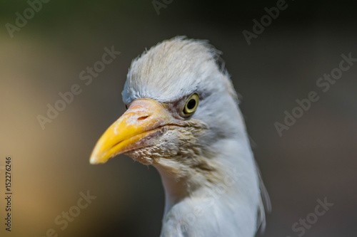 Aigrette pic-boeufs.