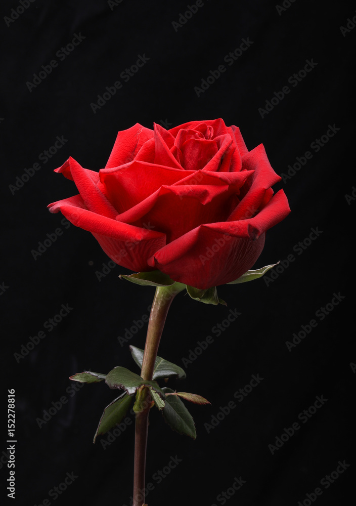 a single red rose flower on black background a single red rose flower on black background
