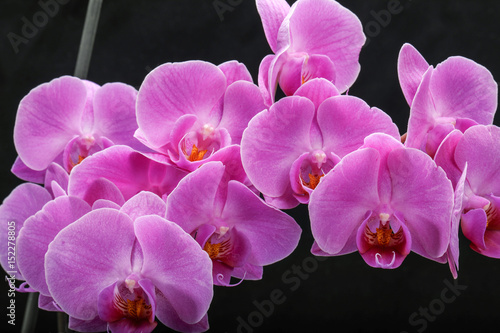 Pink orchid flower isolated on black background