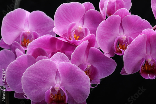 Pink orchid flower isolated on black background
