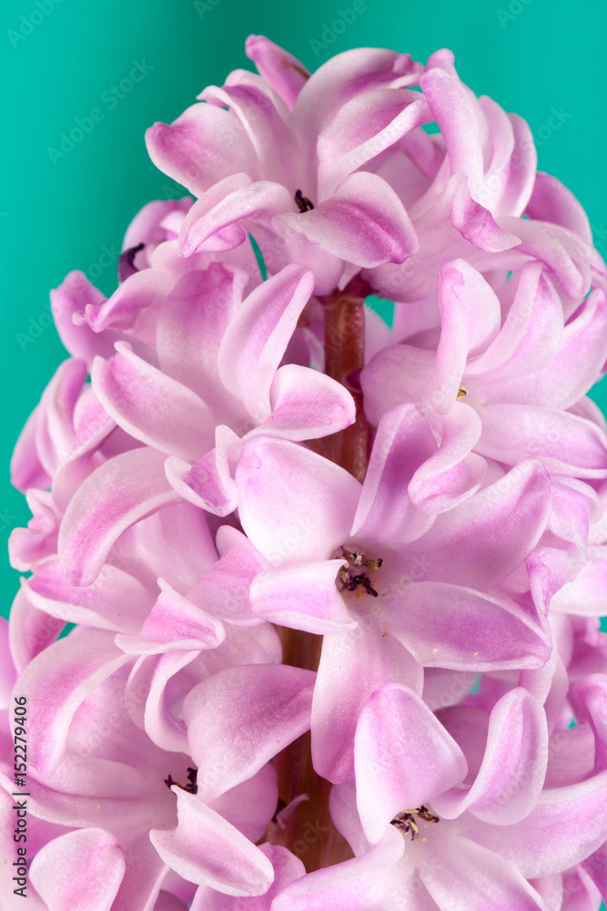 Lilac hyacinth flower close-up on a green background