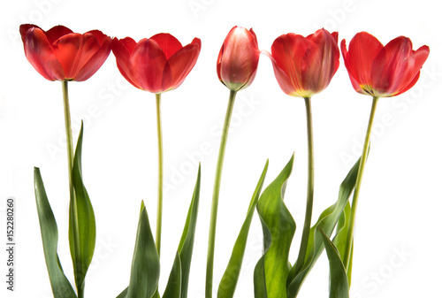 Set of five red color tulips isolated on white background