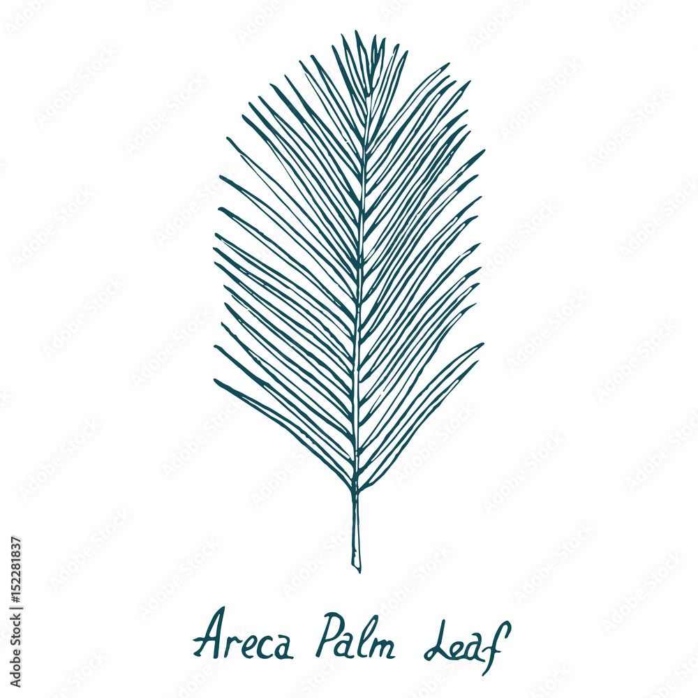 Areca Palm Leaf, hand drawn doodle, sketch in pop art style, vector illustration Areca Palm Leaf, hand drawn doodle, sketch in pop art style, vector illustration