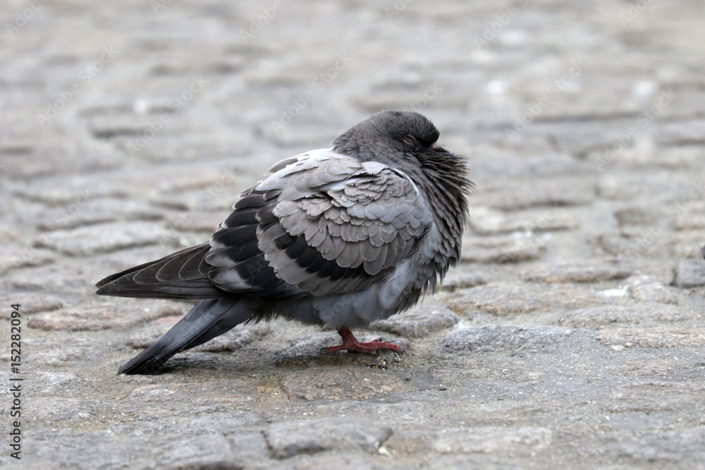 Fototapeta premium Taube