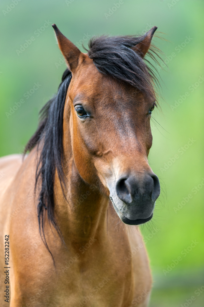 Fototapeta premium Beautiful bay mare on green spring pasture