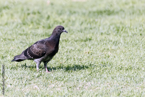 black city pigeon on the grass background