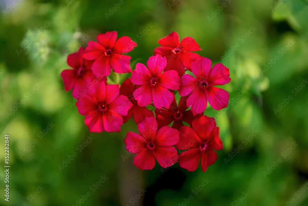 Fototapeta premium Flowers in the flower garden on a summer day.