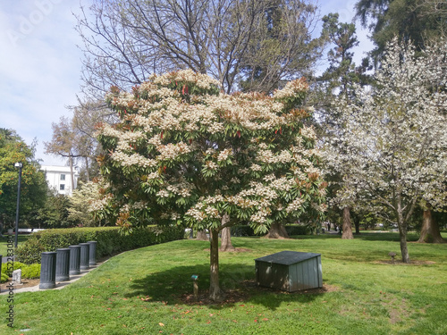 фотографія Bronze loquat
