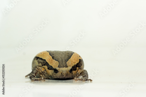 Bullfrog (Kaloula pulchra, Microhylinae) isolated on white background photo