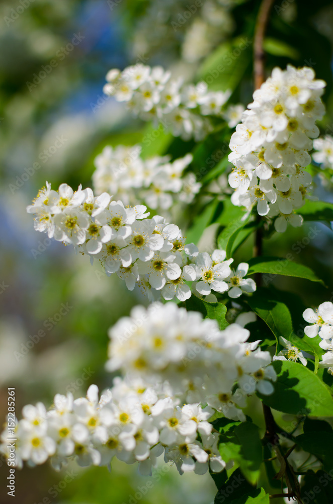 Blooming spring cherry Blooming spring cherry