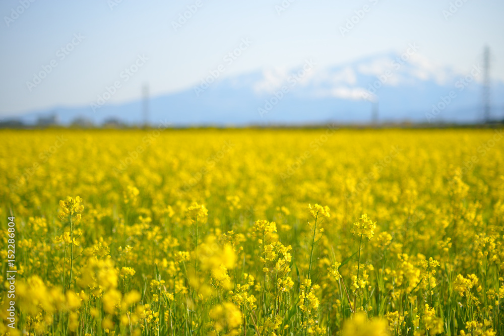 菜の花畑 菜の花畑